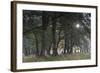 Sun Shining Through Trees in Common Alder (Alnus Glutinosa) Forest, Denmark, September-Möllers-Framed Photographic Print