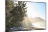 Sun streaming through trees, Juan De Fuca Trail, near Jordan River, Vancouver Island, British Colum-Stuart Westmorland-Mounted Photographic Print