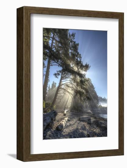 Sun streaming through trees, Juan De Fuca Trail, near Jordan River, Vancouver Island, British Colum-Stuart Westmorland-Framed Photographic Print