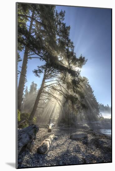 Sun streaming through trees, Juan De Fuca Trail, near Jordan River, Vancouver Island, British Colum-Stuart Westmorland-Mounted Photographic Print