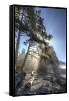 Sun streaming through trees, Juan De Fuca Trail, near Jordan River, Vancouver Island, British Colum-Stuart Westmorland-Framed Stretched Canvas