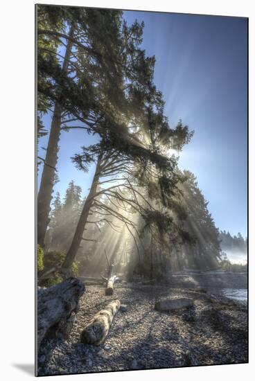 Sun streaming through trees, Juan De Fuca Trail, near Jordan River, Vancouver Island, British Colum-Stuart Westmorland-Mounted Photographic Print