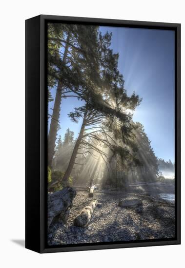 Sun streaming through trees, Juan De Fuca Trail, near Jordan River, Vancouver Island, British Colum-Stuart Westmorland-Framed Stretched Canvas