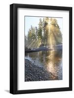 Sun streaming through trees, Juan De Fuca Trail, near Jordan River, Vancouver Island, British Colum-Stuart Westmorland-Framed Photographic Print