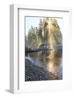 Sun streaming through trees, Juan De Fuca Trail, near Jordan River, Vancouver Island, British Colum-Stuart Westmorland-Framed Photographic Print