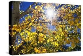 Sun Through Autumn Leaves, Switzerland, Europe-Angelo Cavalli-Stretched Canvas