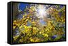 Sun Through Autumn Leaves, Switzerland, Europe-Angelo Cavalli-Framed Stretched Canvas