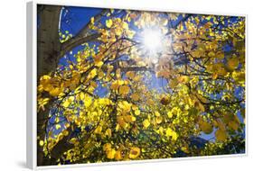 Sun Through Autumn Leaves, Switzerland, Europe-Angelo Cavalli-Framed Photographic Print