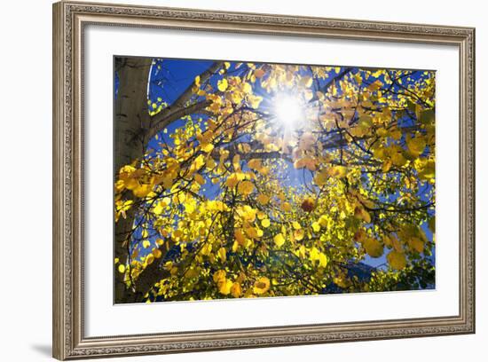 Sun Through Autumn Leaves, Switzerland, Europe-Angelo Cavalli-Framed Photographic Print