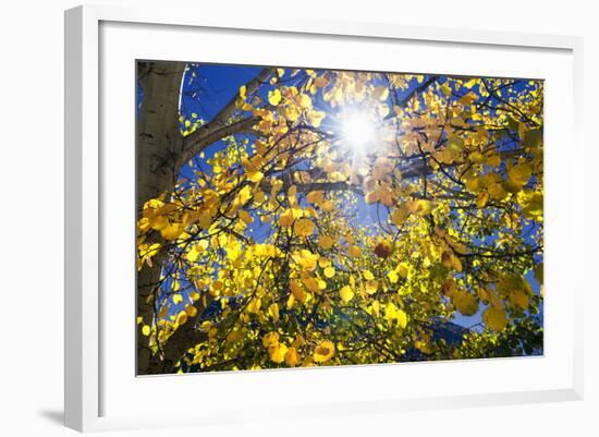 Sun Through Autumn Leaves, Switzerland, Europe-Angelo Cavalli-Framed Photographic Print