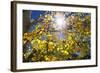 Sun Through Autumn Leaves, Switzerland, Europe-Angelo Cavalli-Framed Photographic Print