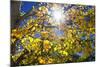 Sun Through Autumn Leaves, Switzerland, Europe-Angelo Cavalli-Mounted Photographic Print