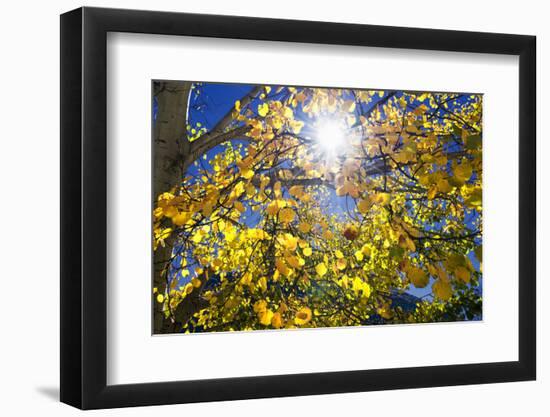 Sun Through Autumn Leaves, Switzerland, Europe-Angelo Cavalli-Framed Photographic Print