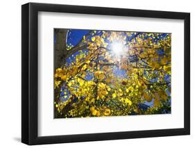 Sun Through Autumn Leaves, Switzerland, Europe-Angelo Cavalli-Framed Photographic Print