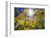 Sun Through Autumn Leaves, Switzerland, Europe-Angelo Cavalli-Framed Photographic Print