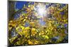 Sun Through Autumn Leaves, Switzerland, Europe-Angelo Cavalli-Mounted Photographic Print