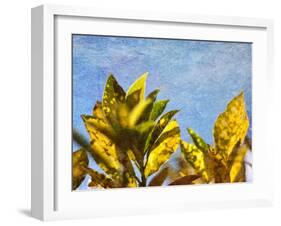 Sun Toward I-Emily Robinson-Framed Photographic Print