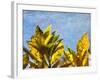 Sun Toward I-Emily Robinson-Framed Photographic Print