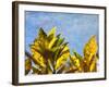 Sun Toward I-Emily Robinson-Framed Photographic Print