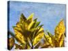 Sun Toward I-Emily Robinson-Stretched Canvas