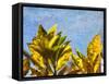 Sun Toward I-Emily Robinson-Framed Stretched Canvas
