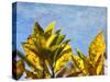 Sun Toward I-Emily Robinson-Stretched Canvas