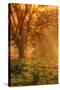 Sun Tree Beams at Mount Diablo-Vincent James-Stretched Canvas