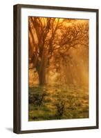 Sun Tree Beams at Mount Diablo-Vincent James-Framed Photographic Print