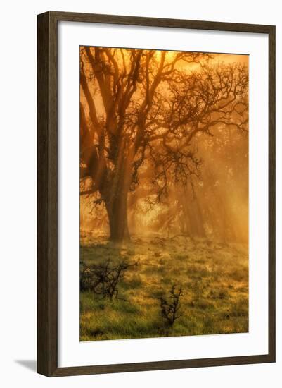 Sun Tree Beams at Mount Diablo-Vincent James-Framed Photographic Print