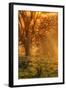Sun Tree Beams at Mount Diablo-Vincent James-Framed Photographic Print