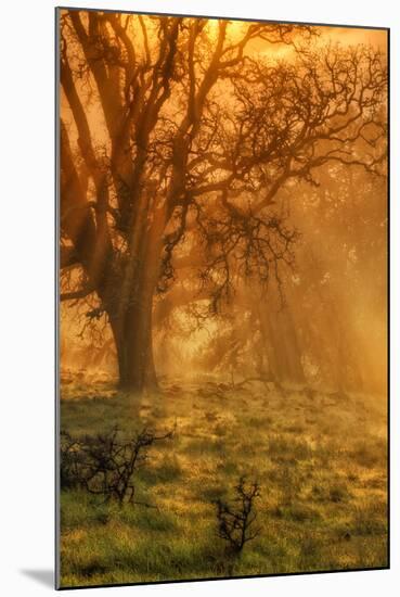 Sun Tree Beams at Mount Diablo-Vincent James-Mounted Photographic Print