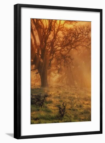 Sun Tree Beams-Vincent James-Framed Photographic Print