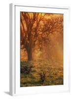 Sun Tree Beams-Vincent James-Framed Photographic Print