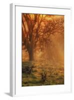 Sun Tree Beams-Vincent James-Framed Photographic Print