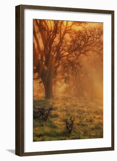 Sun Tree Beams-Vincent James-Framed Photographic Print