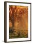 Sun Tree Beams-Vincent James-Framed Photographic Print