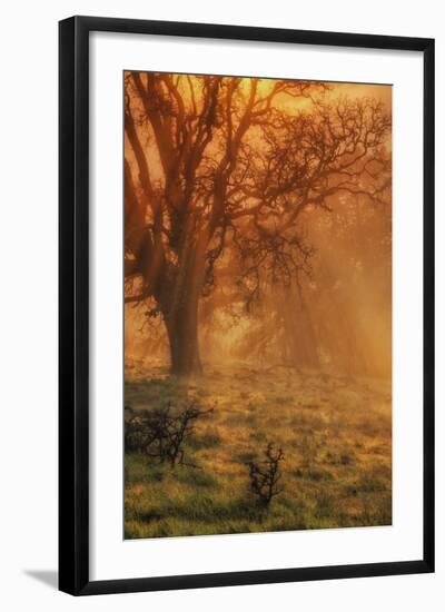 Sun Tree Beams-Vincent James-Framed Photographic Print