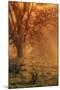 Sun Tree Beams-Vincent James-Mounted Photographic Print