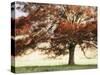Sunbathed Oak I-Danny Head-Stretched Canvas