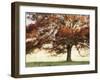 Sunbathed Oak I-Danny Head-Framed Photographic Print