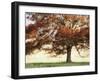 Sunbathed Oak I-Danny Head-Framed Photographic Print