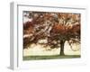 Sunbathed Oak I-Danny Head-Framed Photographic Print