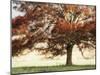 Sunbathed Oak I-Danny Head-Mounted Photographic Print