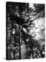 Sunbeam Passing Through Trees, Olympic National Park, Washington State, USA-Adam Jones-Stretched Canvas
