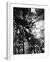 Sunbeam Passing Through Trees, Olympic National Park, Washington State, USA-Adam Jones-Framed Premium Photographic Print