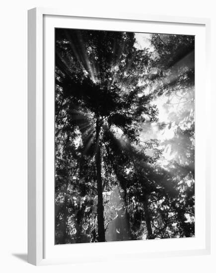 Sunbeam Passing Through Trees, Olympic National Park, Washington State, USA-Adam Jones-Framed Premium Photographic Print