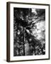 Sunbeam Passing Through Trees, Olympic National Park, Washington State, USA-Adam Jones-Framed Premium Photographic Print