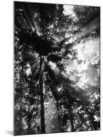 Sunbeam Passing Through Trees, Olympic National Park, Washington State, USA-Adam Jones-Mounted Premium Photographic Print