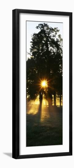 Sunbeam Radiating Through Trees, Woodford County, Kentucky, USA-null-Framed Photographic Print