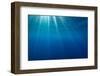 Sunbeams below the surface of the sea, Guadalupe Island-Alex Mustard-Framed Photographic Print